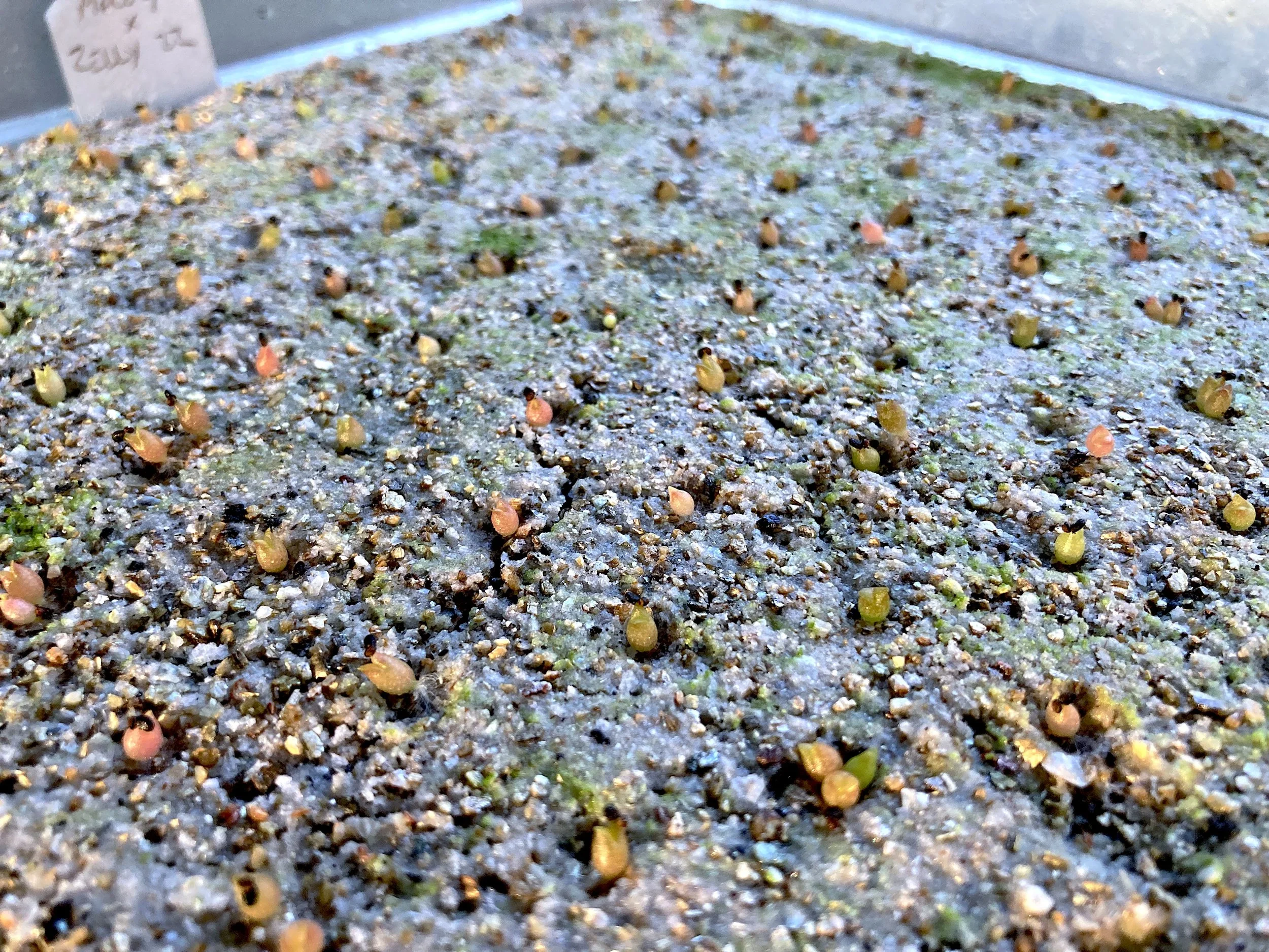 New Seedlings Dropped — TEAM WACHUMA